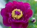 sklep ogrodniczy -  Piwonia drzewiasta SHIKOU (purpurowa) Paeonia suffruticosa /C3 *9