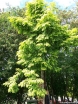 rośliny ozdobne - Metasekwoja chińska GOLDRUSH 'Ogon' Metasequoia glyptostroboides C10/Pa100(120)cm *10