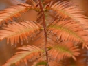 sklep ogrodniczy - Metasekwoja chińska GOLDRUSH 'Ogon' Metasequoia glyptostroboides C10/Pa100(120)cm *10