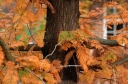rośliny ozdobne - Metasekwoja chińska GOLDRUSH 'Ogon' Metasequoia glyptostroboides C10/Pa100(120)cm *10
