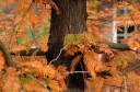 rośliny ogrodowe - Metasekwoja chińska GOLDRUSH 'Ogon' Metasequoia glyptostroboides C10/Pa100(120)cm *10