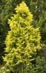 rośliny ozdobne - Metasekwoja chińska GOLDRUSH 'Ogon' Metasequoia glyptostroboides C10/Pa100(120)cm *10