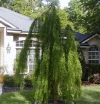 rośliny ogrodowe - Metasekwoja PENDULA Metasequoia glyptostroboides C5/40-60cm *6