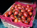 rośliny ozdobne -  Pomidor drzewiasty in.Tamarillo Cyphomandra betacea /C2,5 *B