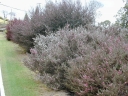 sklep ogrodniczy - Manuka Leptospermum scoparium var.scoparium zw. Drzewko herbaciane C2/50cm