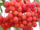 sadzonki -  Jarząb pospolity odm. Krasnaja (Sorbus aucuparia var. Krasnaja)