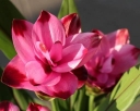 sklep ogrodniczy -  Kurkuma in.Ostryż Curcuma longata /P12 *B