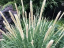 sklep ogrodniczy -  Pennisetum macrourum SHORT STUFF /C2 *25T