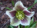 rośliny ogrodowe - Ciemiernik PRETTY ELLEN SPOTTED Helleborus orientalis /P9 *16