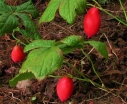 sklep ogrodniczy - Stopowiec tarczowaty Podophyllum peltatum /P9