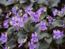 sklep ogrodniczy -  Fiołek labradorski PURPUREA Viola labradorica /P9 *16