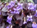 sklep ogrodniczy - Fiołek labradorski PURPUREA Viola labradorica /P9 *16