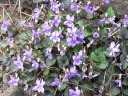 sklep ogrodniczy - Fiołek labradorski PURPUREA Viola labradorica /P9 *16