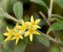 rośliny ogrodowe -  Corokia virgata SUNSPLASH® C3/60cm *K18