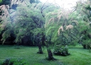 rośliny ozdobne - Tamaryszek czteropręcikowy Tamarix tetrandra C5/80-100cm *6