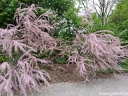 sadzonki - Tamaryszek czteropręcikowy Tamarix tetrandra C5/80-100cm *6