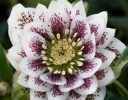 sadzonki - Ciemiernik DOUBLE ELLEN PINK SPOTTED Helleborus orientalis /P12 *16
