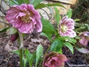 sklep ogrodniczy - Ciemiernik DOUBLE ELLEN PINK SPOTTED Helleborus orientalis /P12 *16