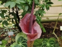 rośliny ozdobne -  Dziwidło Riviera Amorphophallus konjac /C2 *G