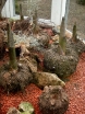 sklep ogrodniczy - Dziwidło Riviera Amorphophallus konjac /C2 *G