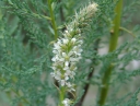 rośliny ogrodowe  Września pobrzeżna Myricaria germanica /C2 *5