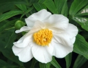 rośliny ogrodowe -  Paeonia emodi Piwonia himalajska /C2 *11
