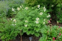 rośliny ogrodowe - Paeonia emodi Piwonia himalajska /C2 *11