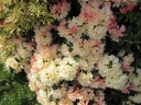 sadzonki - Rhododendron yakushimanum GOLDEN TORCH Różanecznik /C7,5 *K14