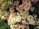 sklep ogrodniczy - Rhododendron yakushimanum GOLDEN TORCH Różanecznik /C7,5 *K14