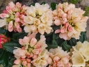 rośliny ozdobne - Rhododendron yakushimanum GOLDEN TORCH Różanecznik /C7,5 *K14