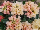 sadzonki - Rhododendron yakushimanum GOLDEN TORCH Różanecznik /C7,5 *K14