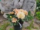 sadzonki - Rhododendron yakushimanum GOLDEN TORCH Różanecznik /C7,5 *K14