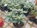 rośliny ogrodowe - Rhododendron yakushimanum GOLDEN TORCH Różanecznik /C7,5 *K14