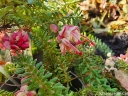 rośliny ogrodowe -  Grevillea lanigera RED SALENTO C1,5/10-20cm *K13