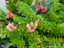 rośliny ozdobne - Grevillea lanigera RED SALENTO C1,5/10-20cm *K13