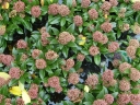 sklep ogrodniczy -  Skimia japońska RED RIDING HOOD Skimmia japonica /P9 *11