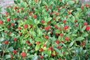 sadzonki - Skimia japońska RED RIDING HOOD Skimmia japonica /P9 *11