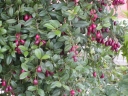 rośliny ogrodowe  Syzygium paniculatum NEWPORT syn.Eugenia myrtifolia in.Wiśnia magenta /C1,5 *T66