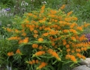 rośliny ogrodowe - Trojeść bulwiasta GAY BUTTERFLIES  Asclepias tuberoza /C2 *2