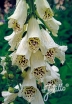 rośliny ozdobne -  Naparstnica purpurowa CAMELOT CREAM Digitalis purpurea /C2 *55T
