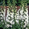 rośliny ogrodowe - Naparstnica purpurowa CAMELOT CREAM Digitalis purpurea /C2 *55T