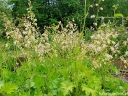 rośliny ogrodowe -  Żurawka krwista WHITE CLOUD Heuchera sanguinea /C2 *K2