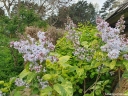 rośliny ozdobne - Lilak pospolity Aucubaefolia Syringa vulgaris C2/60-80cm *K19