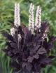 sklep ogrodniczy -  Pluskwica prosta Brunette (Cimicifuga simplex Brunette)