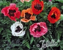 rośliny ozdobne -  Mak wschodni PIZZICATO Papaver orientale /C2 *K3