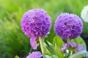 rośliny ozdobne -  Pierwiosnek ząbkowany BLUE SELECTION Primula denticulata /C2 *K7