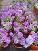 rośliny ogrodowe - Pierwiosnek ząbkowany BLUE SELECTION Primula denticulata /C2 *K7