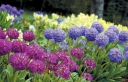 rośliny ogrodowe - Pierwiosnek ząbkowany RUBIN SELECTION Primula denticulata /C2 *K7
