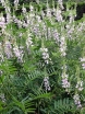 sklep ogrodniczy - Rutwica lekarska Galega officinalis /P9 *K7