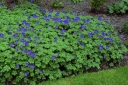 sadzonki - Geranium himalayense BABY BLUE syn.G.grandiflorum Bodziszek himalajski /P9 *16
